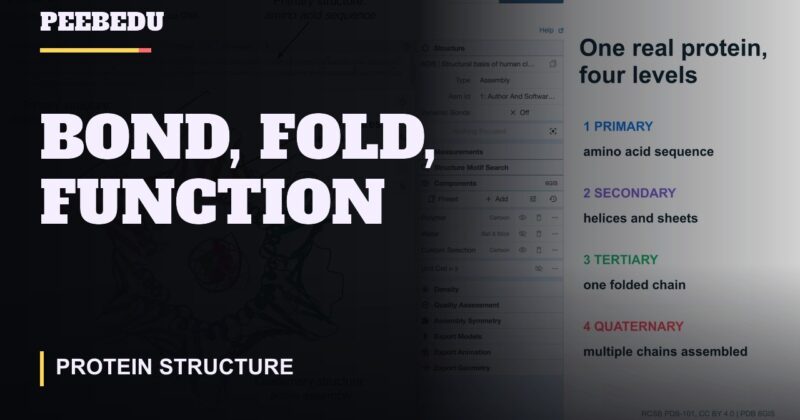 Bond, Fold, Function