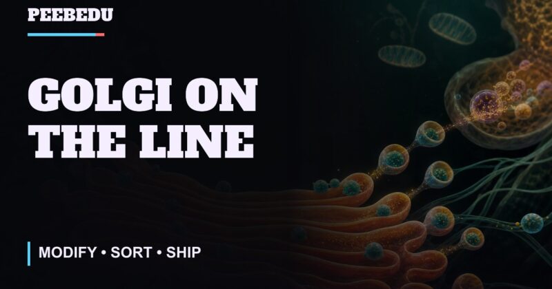 Golgi on the Line