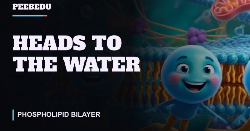 Heads to the Water