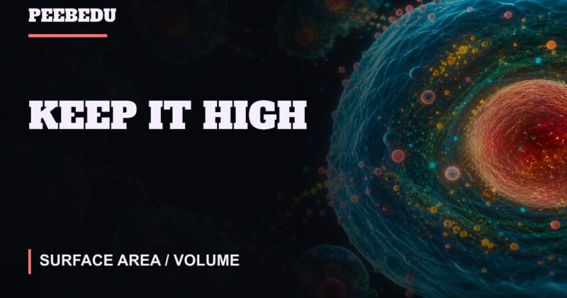 Keep It High