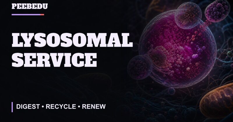 Lysosomal Service