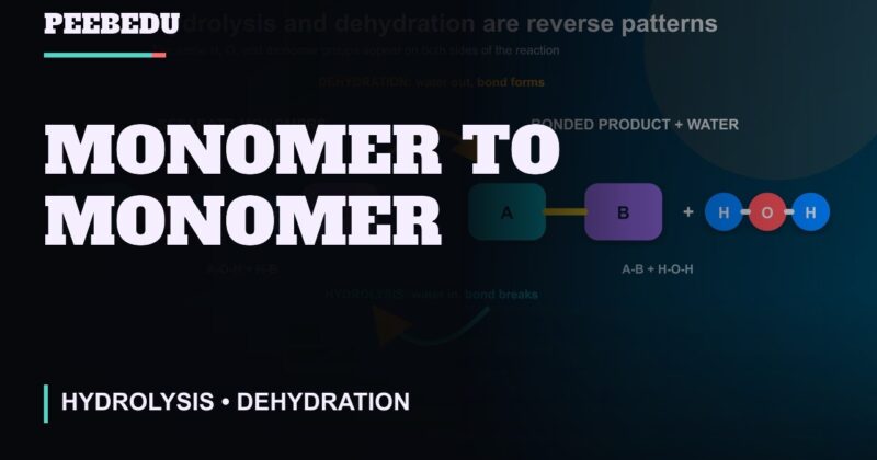 Monomer to Monomer