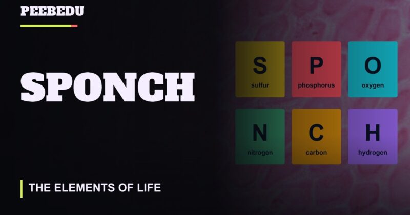 SPONCH
