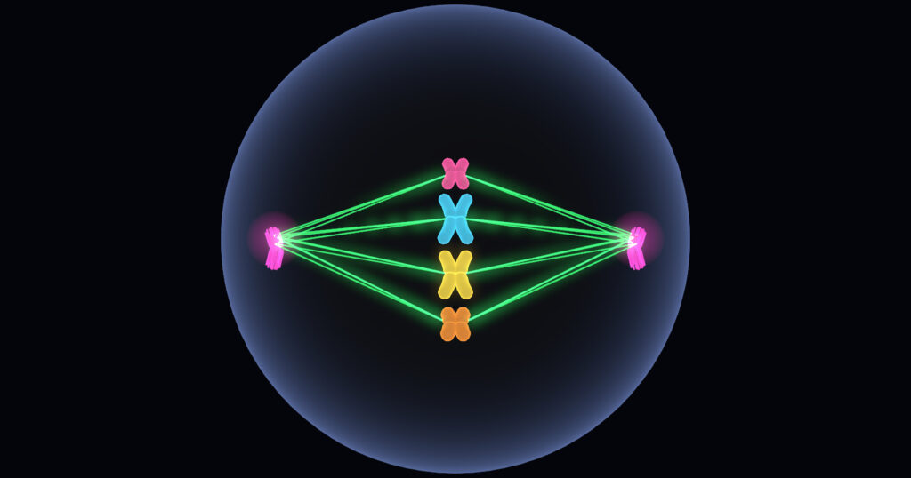 3D Mitosis Interactive