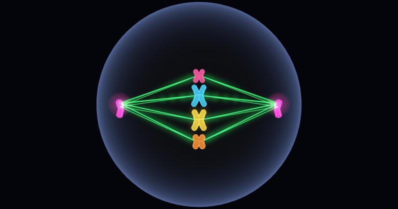 3D Mitosis Interactive