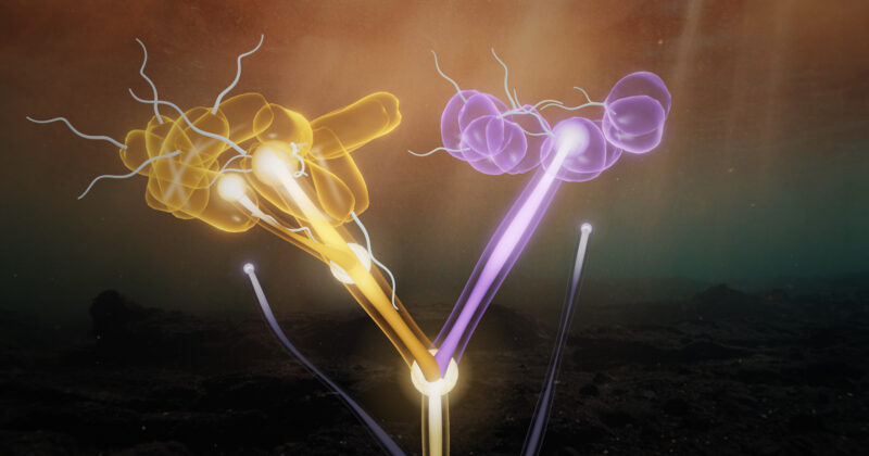 Common Ancestry Interactive
